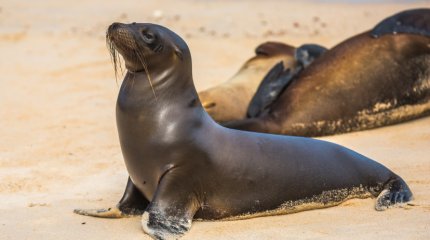 Сотни морских львов оккупировали пляж Сан-Карлос в Калифорнии