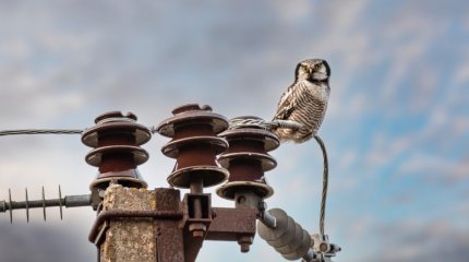 Аварийные столбы угрожают жизни сельчан в Айыртауском районе СКО