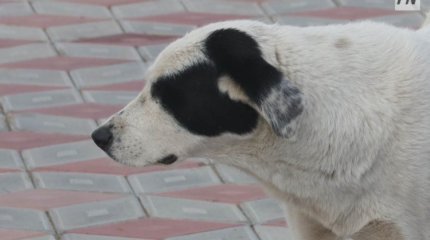 Павлодарда алабайды тұмылдырықсыз серуендеткен тұрғынға айыппұл салынды
