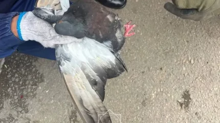 Голубя, застрявшего в ветках, спасли в Астане