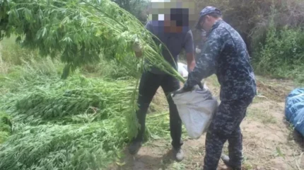 Қызылорда облысында ірі есірткі алқабы анықталды