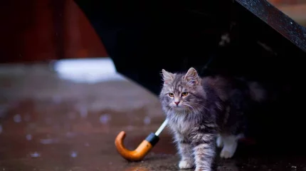 Дождливую неделю прогнозируют синоптики