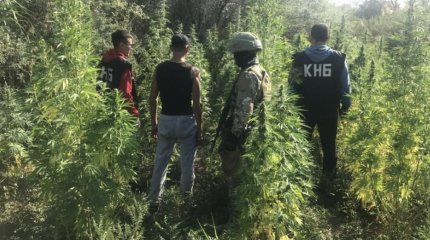 Полторы тонны конопли изъяли у кызылординской банды