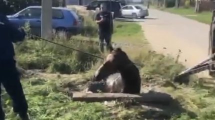 Спасение костанайского коня попало на видео