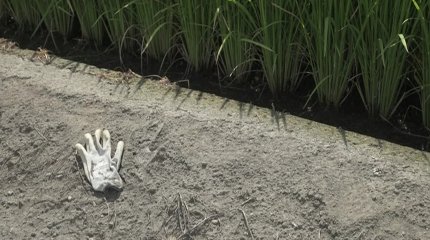 Рекордная жара в Японии уничтожает посевы и наносит ущерб на миллионы долларов