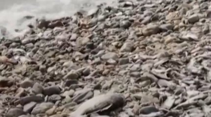 Экологическая катастрофа в Греции: дохлая рыба заполонила морской порт