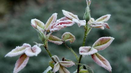 Заморозки ожидаются в двух областях Казахстана в первый день осени