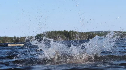 "Әкесі балаларын құтқарғысы келген". Ақтөбе облысында бір үйдің төрт адамы суға батып кетті