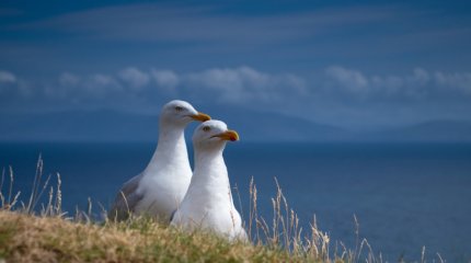 Чайки используют людей в качестве дегустаторов, - исследование