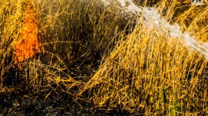 Павлодар облысының орманшылығында өртке жол берген кінәлі тұрғын жазаланды