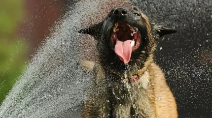 Неделю начинают сильные дожди и жара до +45°С