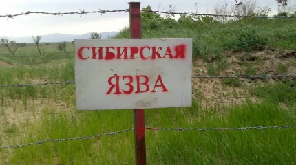 Скот погиб от сибирской язвы в Костанайской области