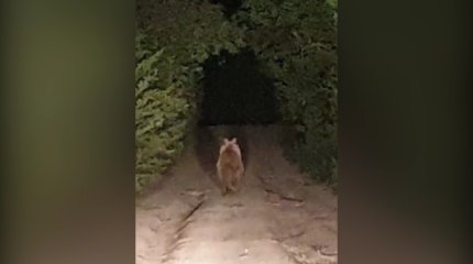 Жители Серебрянска в ВКО испугались медведя