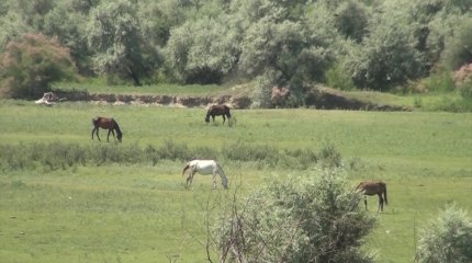 "Мал жаятын жерлермен қамтамасыз ету негізгі мақсатымыз", - депутат