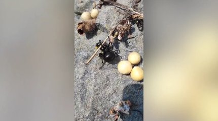 Баянауылда  қарақұрт қаптады