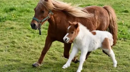 Шымкент хайуанаттар бағында кішкентай пони туылды