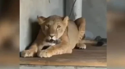 Ауласында арыстан асыраған Сарыағаш тұрғынына қатысты қылмыстық іс қозғалды