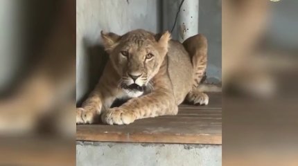 Түркістан облысы тұрғынының үйінен арыстан мен жабайы құстар тәркіленді