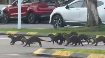 Стая выдр чуть не загрызла девушку во время пробежки в Малайзии