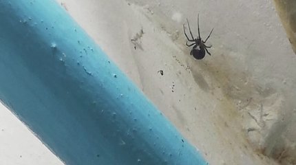 На нашествие тарантулов  пожаловались жители Уральска