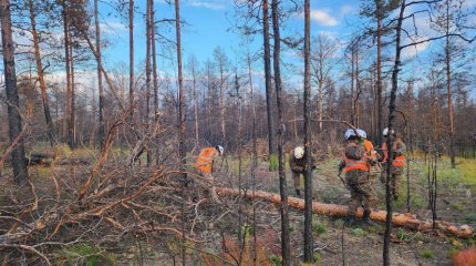 Санитарную вырубку леса проводят в «Семей Орманы»