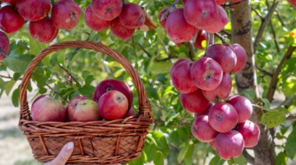 28 тысяч тонн фруктов планируют собрать садоводы Жетысу в этом году