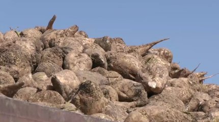 Жамбылдық шаруалар қант қызылшасын қайда өткізерін білмей отыр