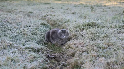 Заморозки обещают синоптики в двух регионах Казахстана