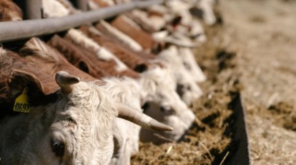 Павлодарда сиырды қағып кеткен ер адам көлік жүргізу құқығынан айырылды