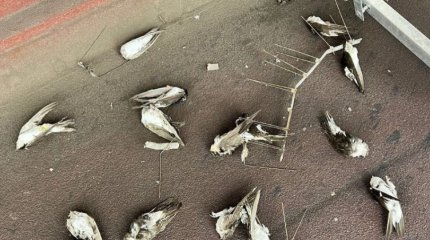 Тысячи ласточек погибли из-за непрекращающихся дождей в Австрии