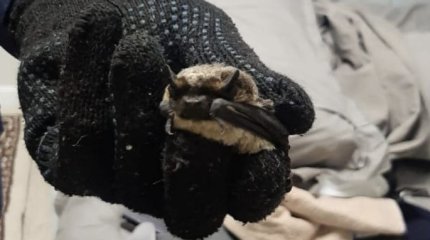 Необычное спасение: зверь ворвался в квартиру карагандинки