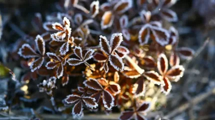 Бүгін бірқатар өңірде үсік жүріп, шаңды дауыл тұрады