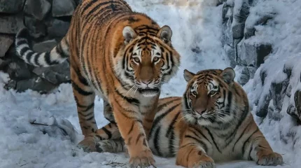 Двух амурских тигров привезут в Казахстан на днях для Иле-Балхашского резервата