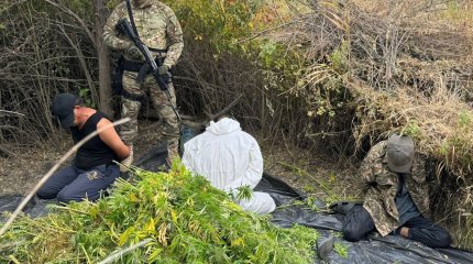 Внушительную плантацию конопли ликвидировали в Актюбинской области