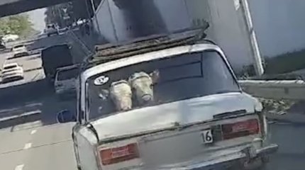 Семейчанина наказали за перевозку коров в авто