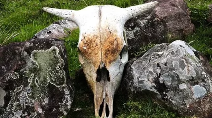 Восемь очагов особо опасных заболеваний животных выявили в Актюбинской области