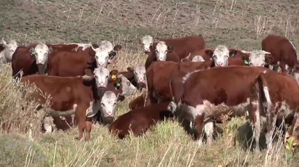 Қарағанды облысында ірі қарадан қарасан ауруы шықты