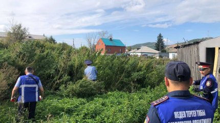 Плантацию трехметровой конопли ликвидировали полицейские Щучинска