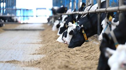 Фальсификации не позволяют оценить реальную ситуацию в сельском хозяйстве, - Токаев