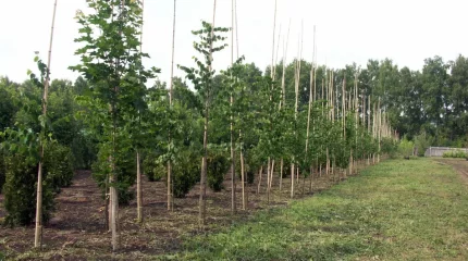 Идея посадки лесов должна стать по-настоящему народной, - Токаев