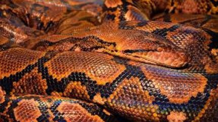 Таиландта әйел питонмен екі сағат арпалысып аман қалды