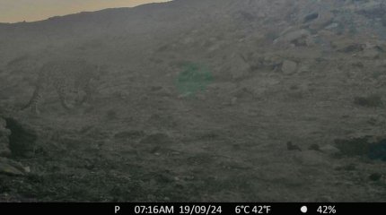 Леопард попал в объектив фотоловушки в Мангистау