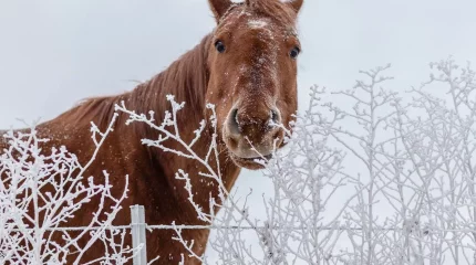 Снег и морозы идут в Казахстан