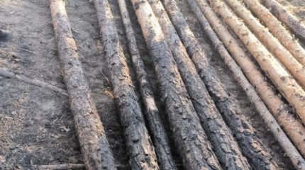 Факт хищения леса выявили в резервате «Семей орманы»