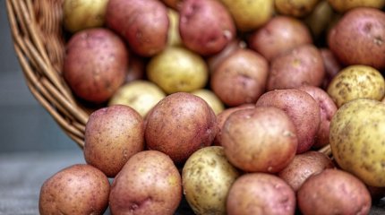 Более 170 тонн картофеля без сертификатов пытались завезти в Казахстан из России