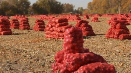 Қазақстанға 170 тоннадан астам картопты заңсыз алып кірмек болғандар ұсталды