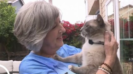 Кошка прошла почти 1500 км и вернулась домой в США