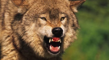 Қазақстанда қасқыр көбейді - Экология министрлігінің мәліметі