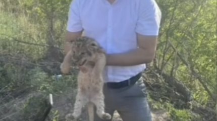 Скандал вокруг продажи львят в Караганде: редких зверей оценили по стоимости кошки