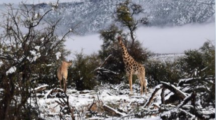 Снегопад обрушился на Южную Африку: один человек погиб от переохлаждения
